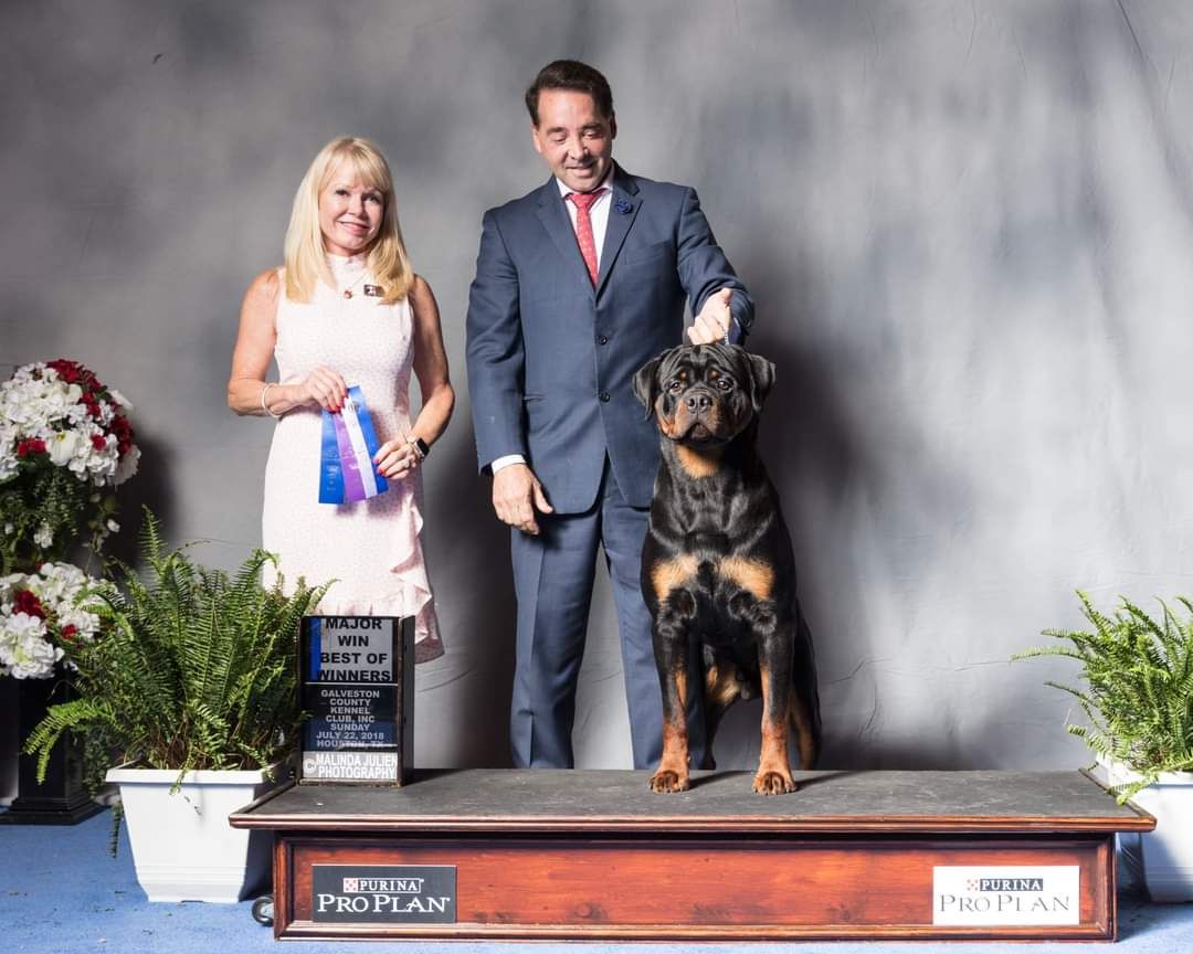 Arlos's win photo on the Galveston County Kennel Club podium for a Best of Winners major, the club representative holding the ribbon and his handler stacking him