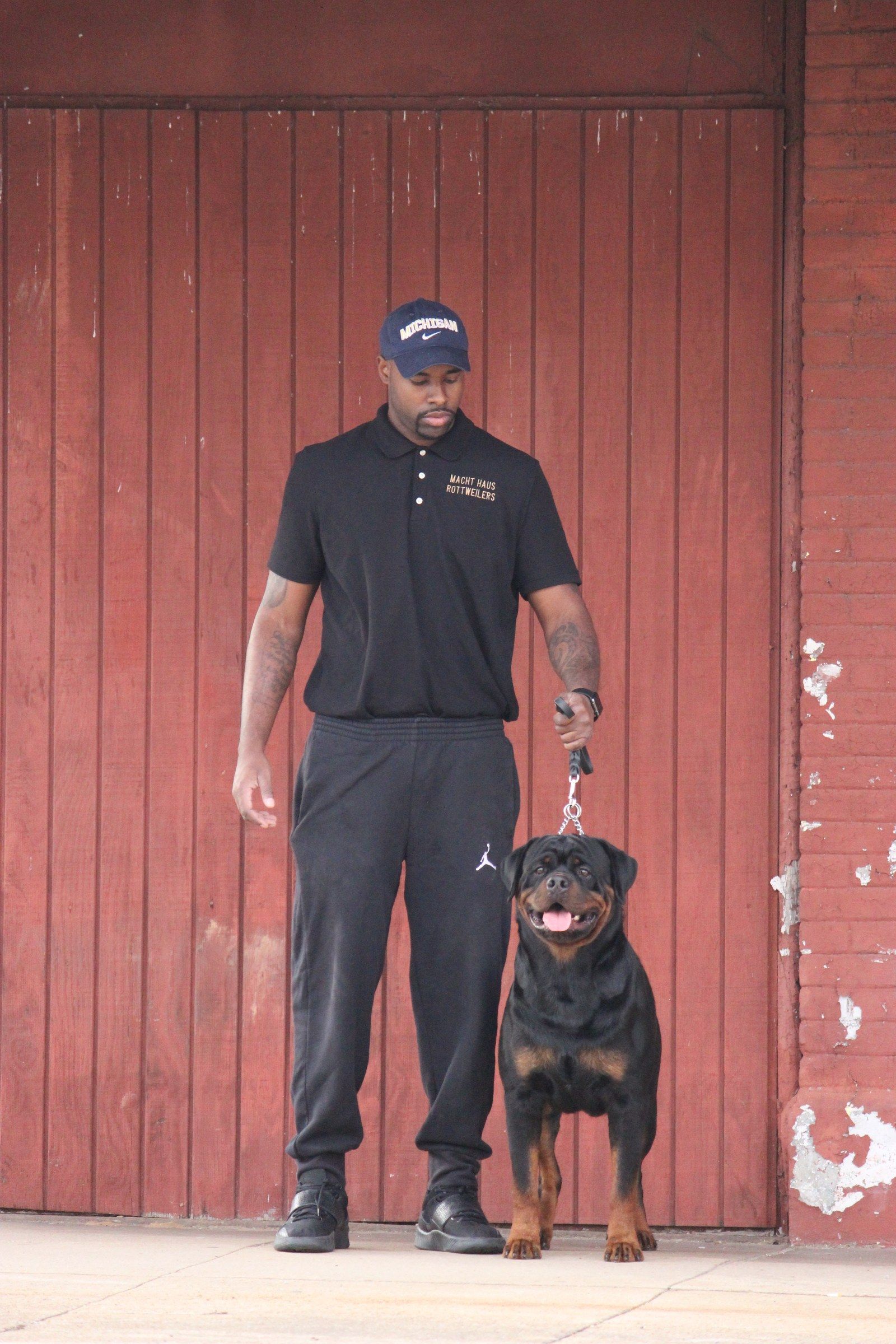 Arlos standing at heel beside his owner in a Macht Haus Rottweilers polo, the owner looking down at him, red board wall behind