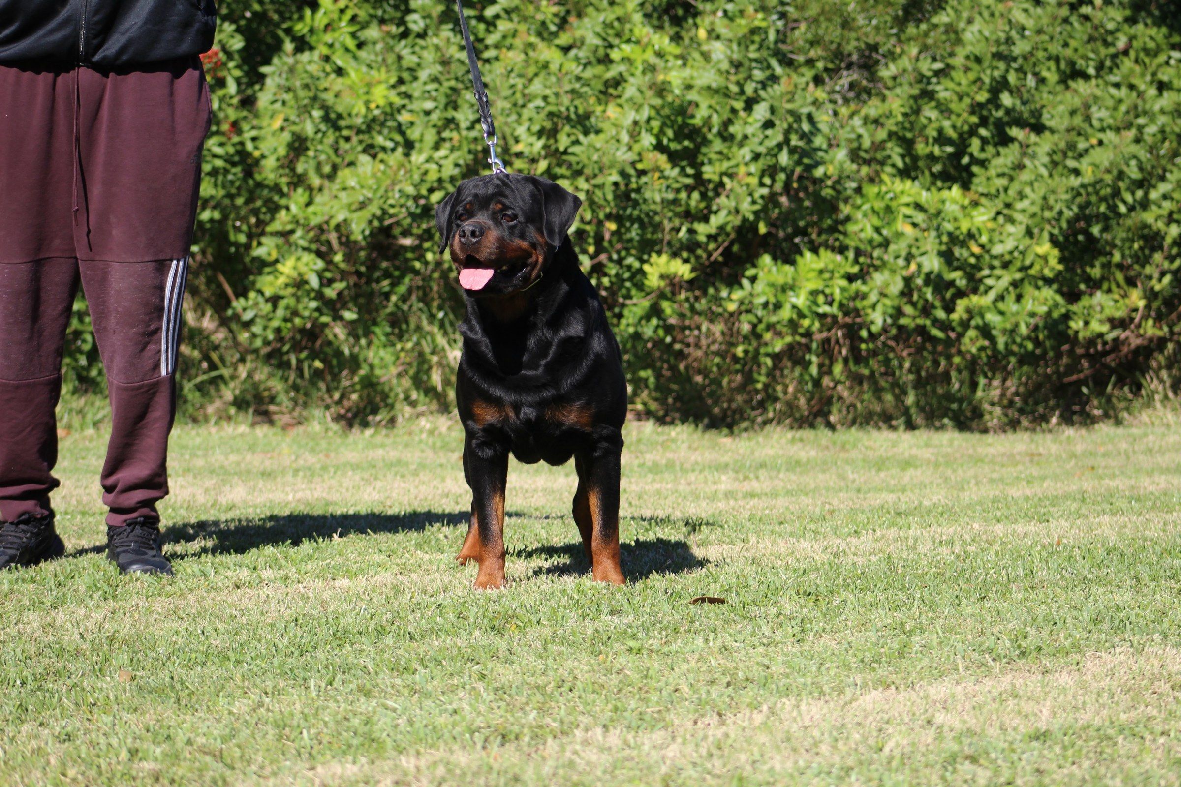 Arlos standing on lead on sunlit grass in front of a green hedge, mouth open, his handler beside him