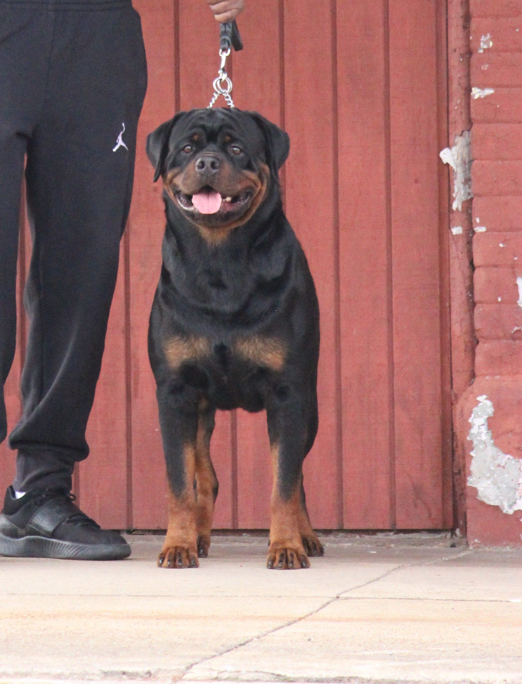 CH Arlos Von Haus Rottmero, black and mahogany Rottweiler male