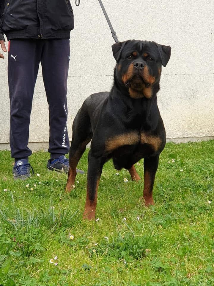 Lina standing on lead on a daisy-strewn lawn in front of a pale wall, her handler standing behind her