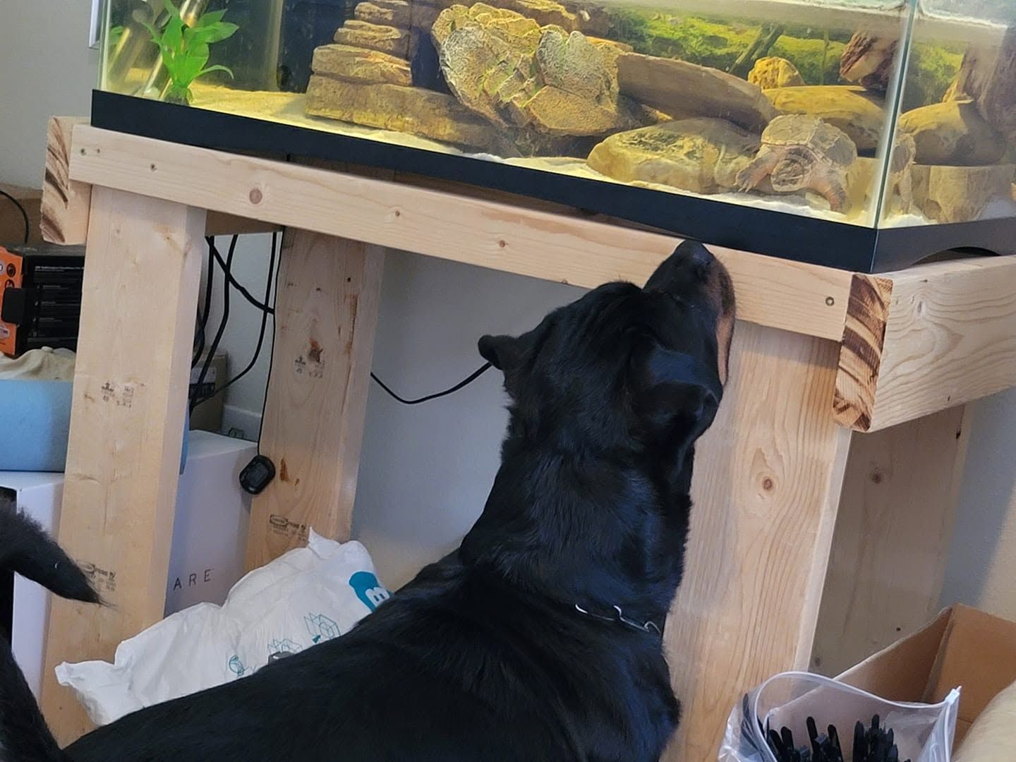 Lina indoors at home, her nose lifted toward a turtle tank on a wooden stand