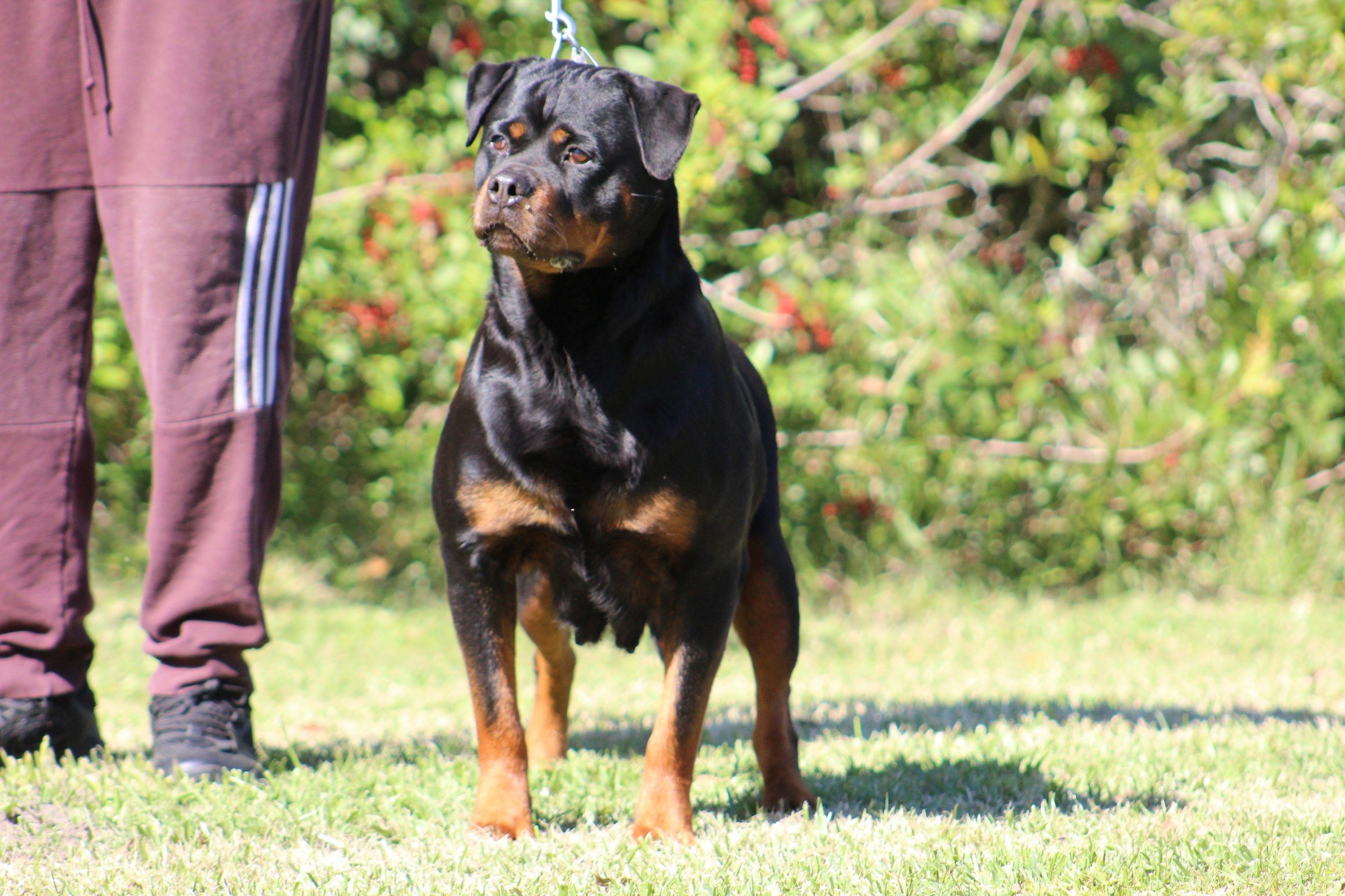 Lina Von Der Urbacher Hohe, black and mahogany Rottweiler female