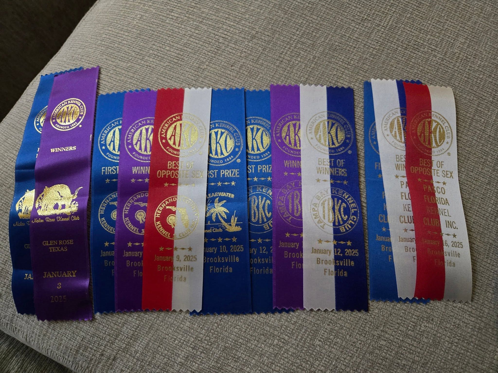 A row of Journey's AKC ribbons from the January 2025 circuit — Winners, Best of Winners and Best of Opposite Sex — laid out on a couch