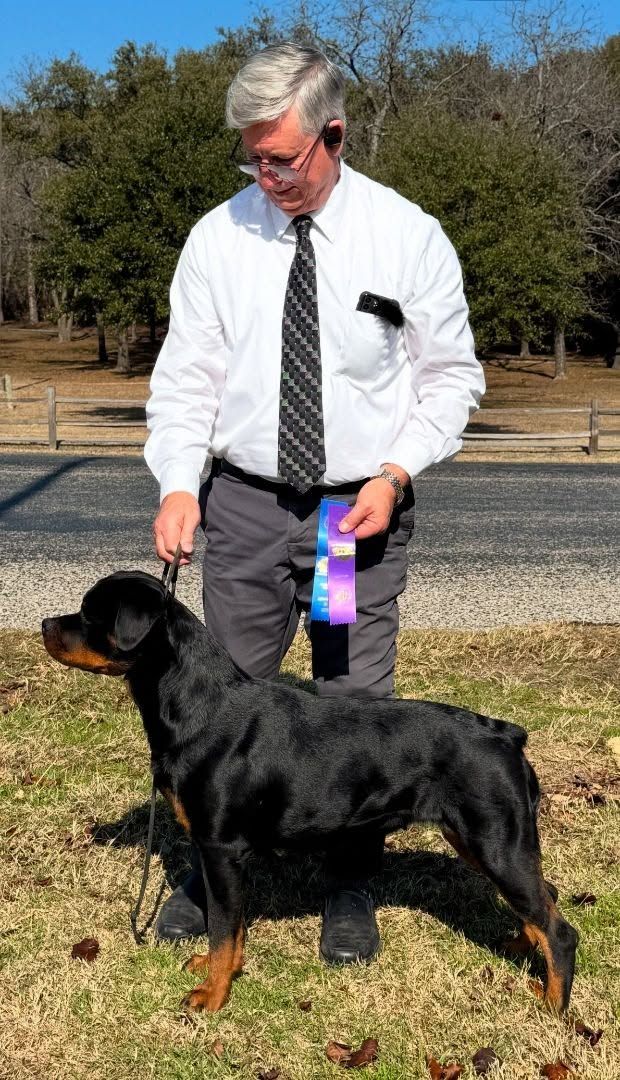 Journey stacked in profile on lead on winter grass, her handler behind her holding a ribbon