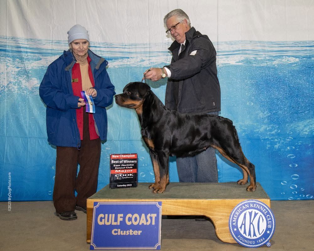 Journey's win photo on the Gulf Coast Cluster podium, stacked for the Best of Winners major that made her a new champion, the club representative holding the ribbon