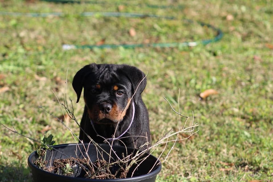 Truth as a puppy, peering over the rim of a black plant pot on a grassy lawn