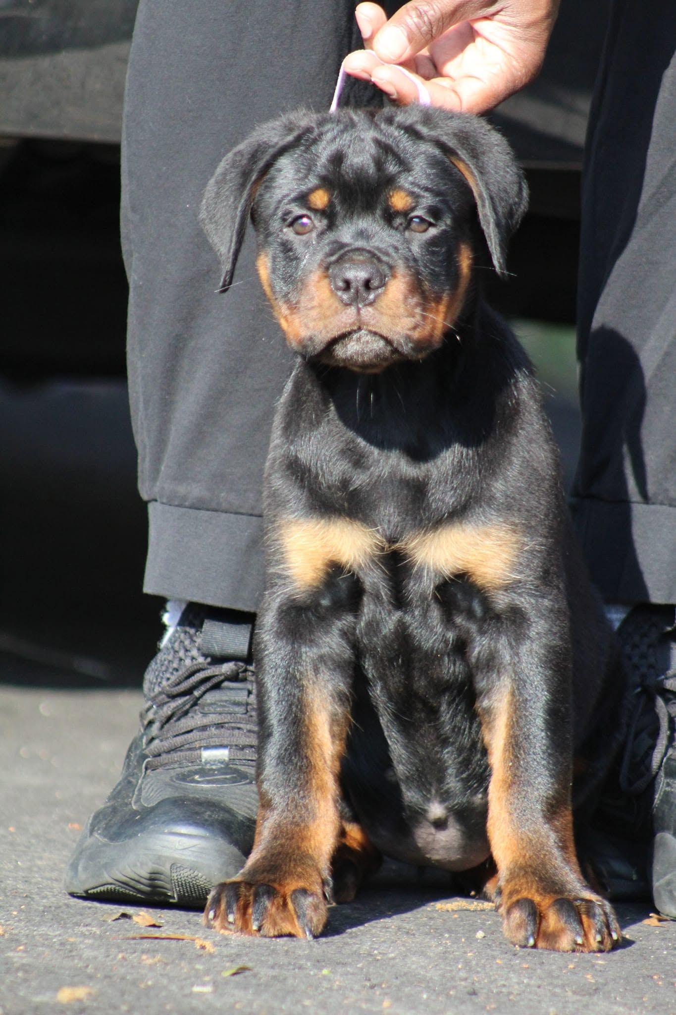 Truth as a young puppy sitting on the pavement at her handler's feet, a ribbon held above her head