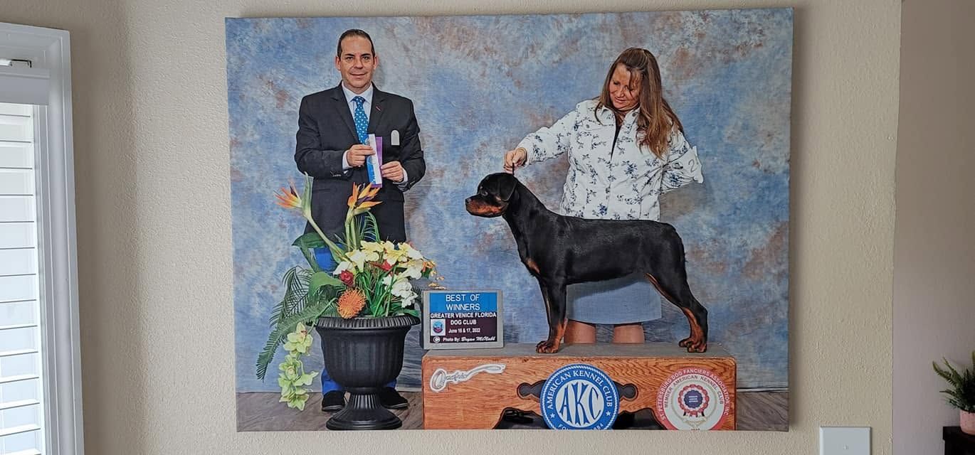 Truth's Best of Winners win photo from the Greater Venice Florida Dog Club, printed on canvas and hung on a wall