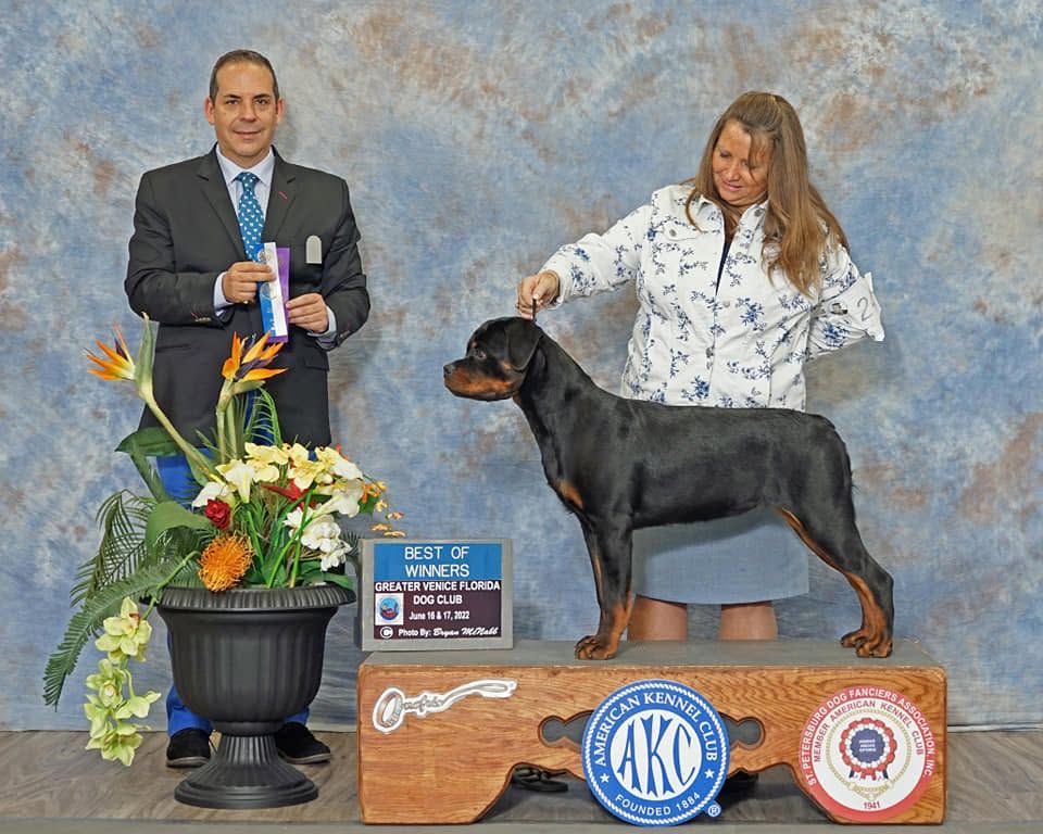 Truth's Best of Winners win photo, stacked in profile on the podium at the Greater Venice Florida Dog Club, the judge holding the ribbon
