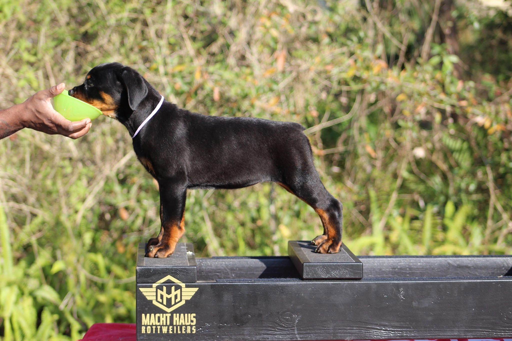 Macht Haus Sojourner Truth CGC TKN, black and mahogany Rottweiler female