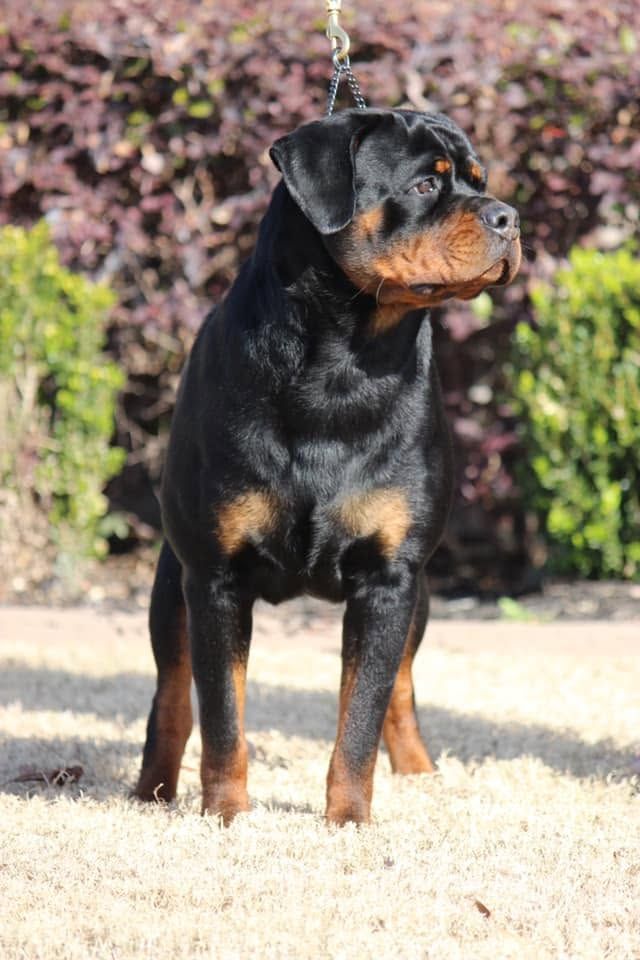 Sunny stacked on lead on dry winter grass in front of a purple-leaved hedge, her head turned to the side