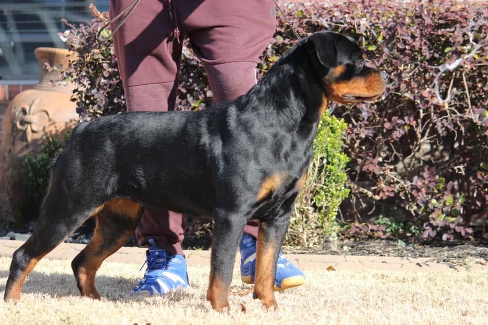 Sunny stacked in profile on lead, her handler standing behind her, a terracotta urn and purple hedge in the background