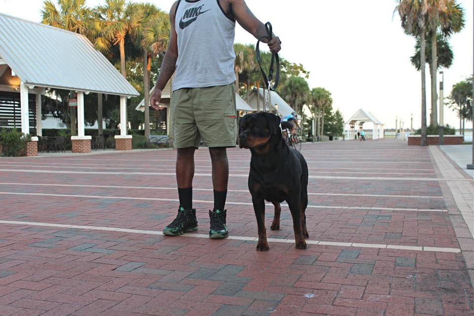 Sunny standing at heel beside her owner on a brick waterfront promenade lined with palm trees