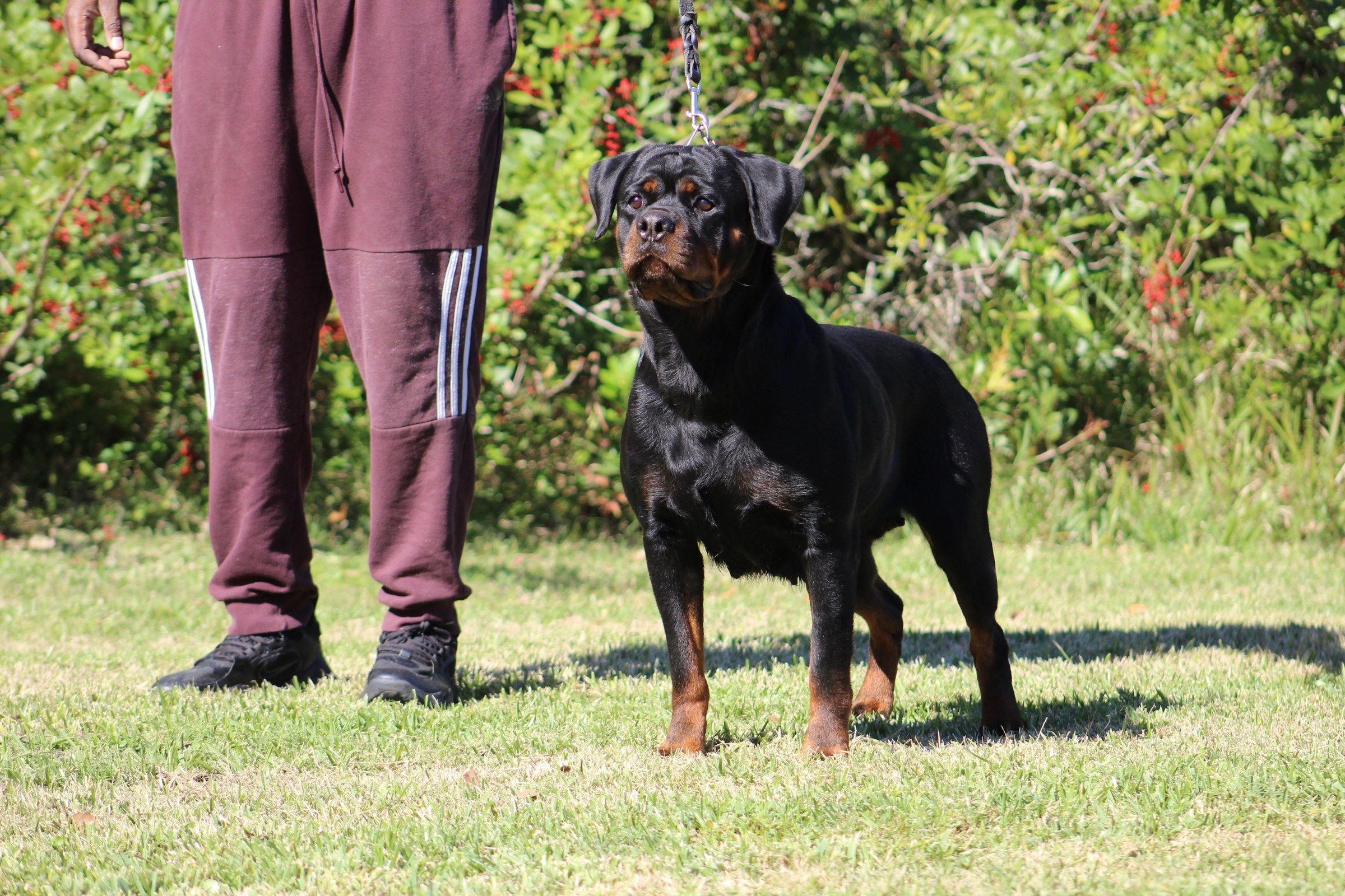Sunny stacked on lead on green grass in front of a red-berried shrub, her handler standing beside her