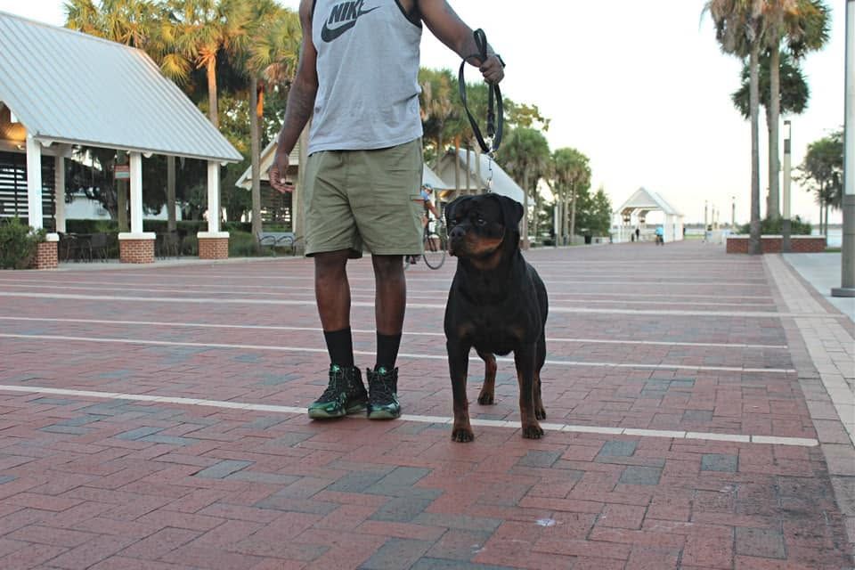 Macht Haus Sunny Delight, black and mahogany Rottweiler female