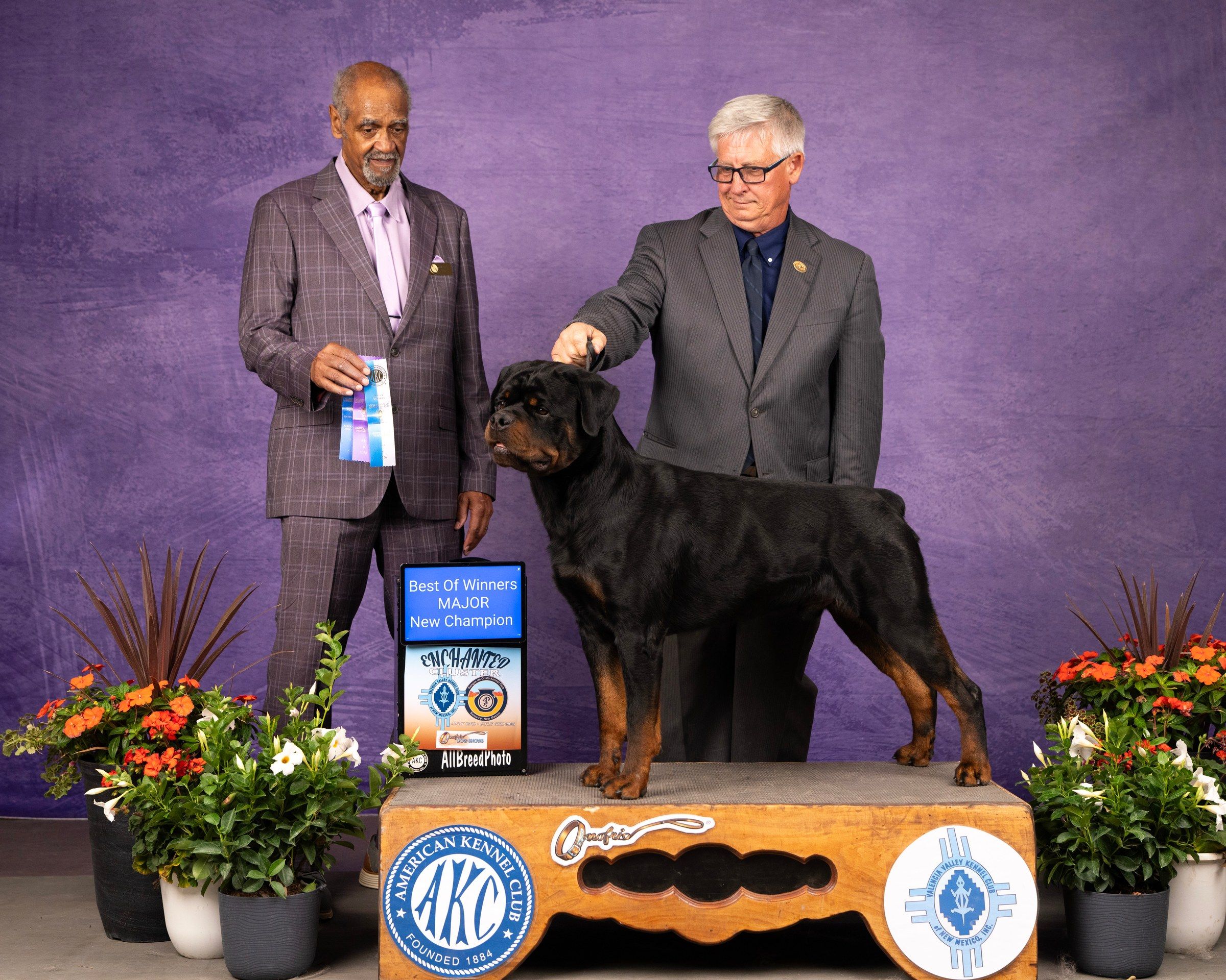 Bullet stacked on the presentation box at the Enchanted Cluster, the judge beside him holding the Best of Winners major ribbon that finished his championship