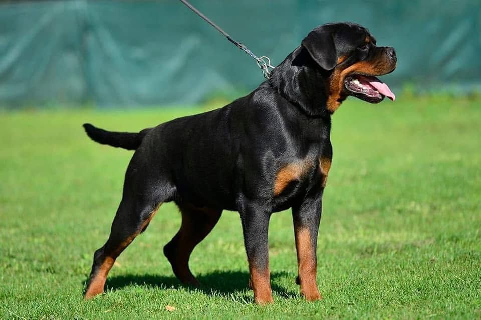 Mad Boy standing in profile on lead on a show field, mouth open in full stance