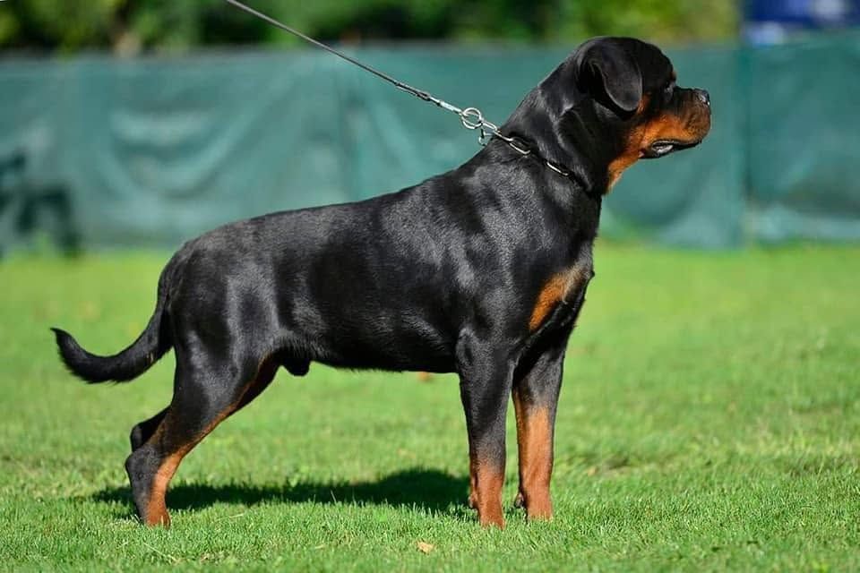 Mad Boy Kick Power IPO1, black and tan Rottweiler male