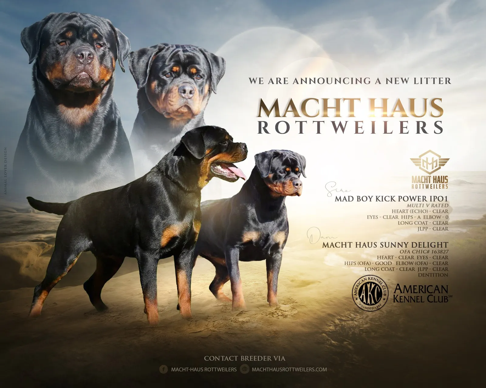 Litter announcement banner for Mad Boy Kick Power × Macht Haus Sunny Delight.