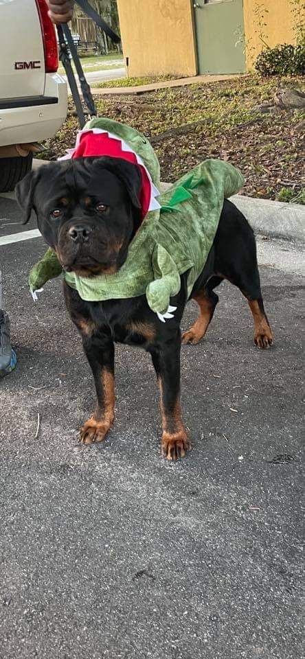 Oni in a green dinosaur costume, standing on lead in a driveway beside a truck