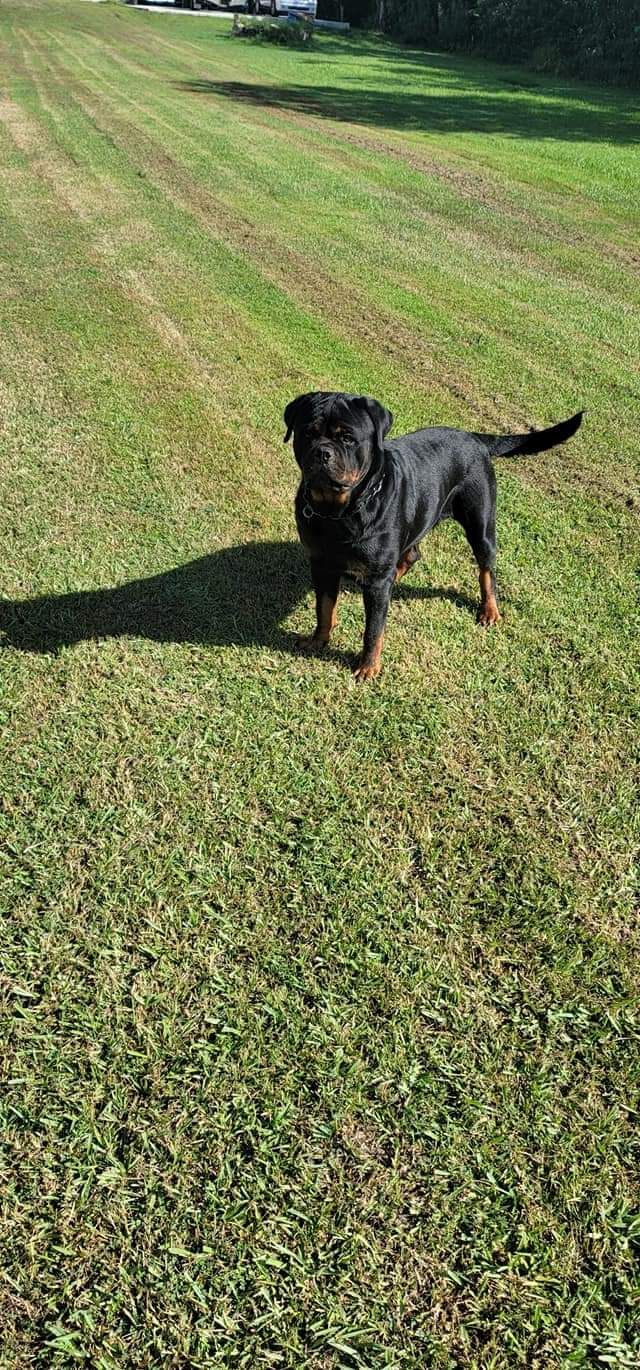 Oni standing alert on a wide mowed lawn in low evening sun, casting a long shadow