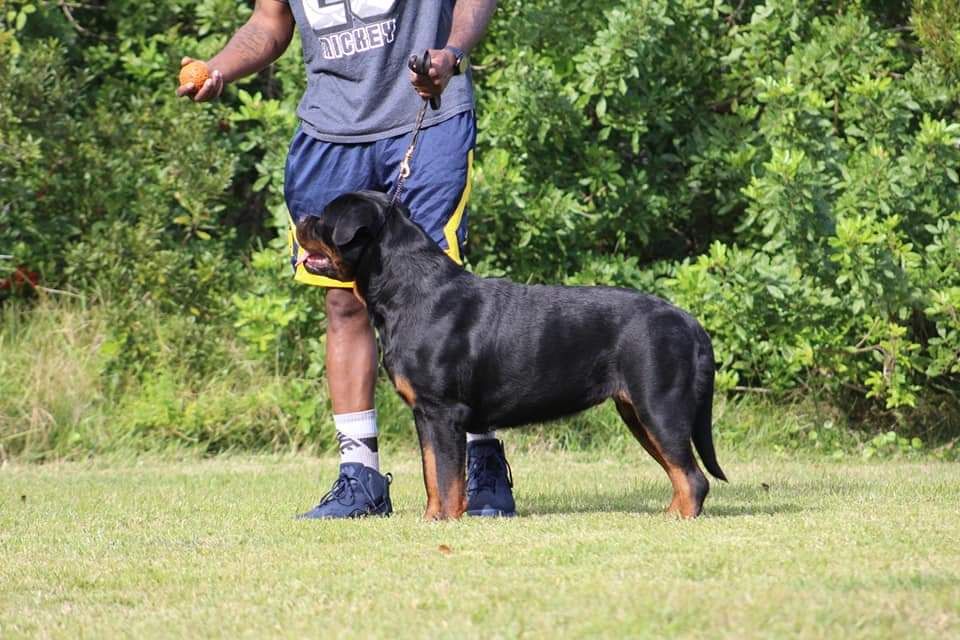 Oni stacked in profile on lead on grass, her handler behind her holding a bait ball
