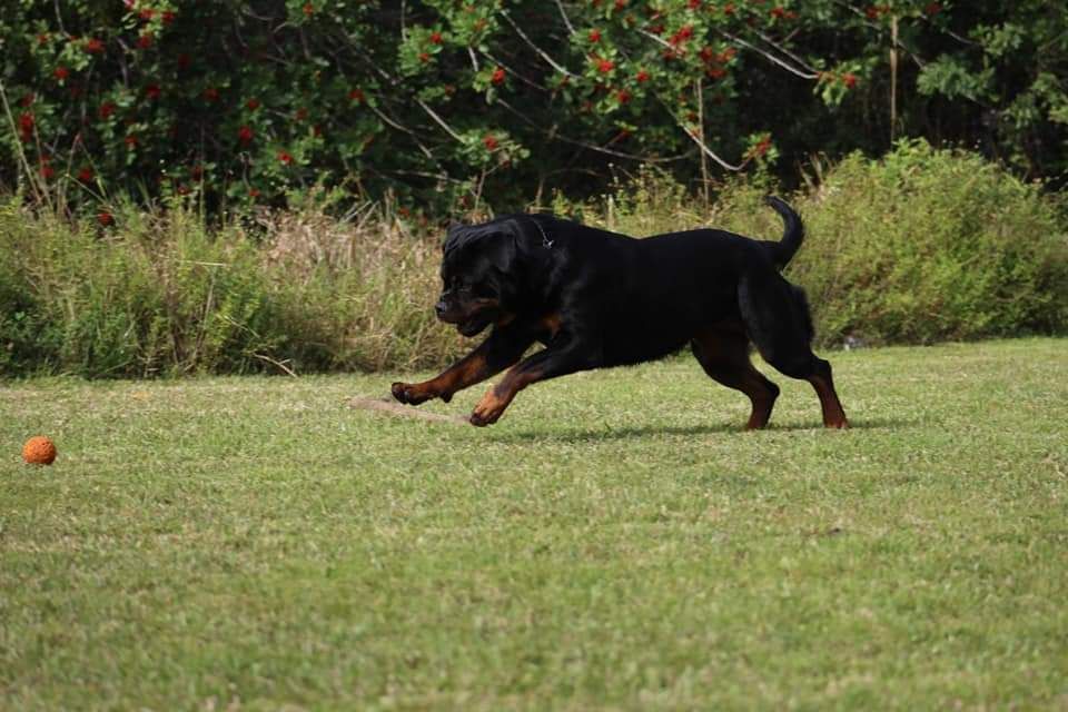 Oni running across the grass after an orange ball, mid-stride