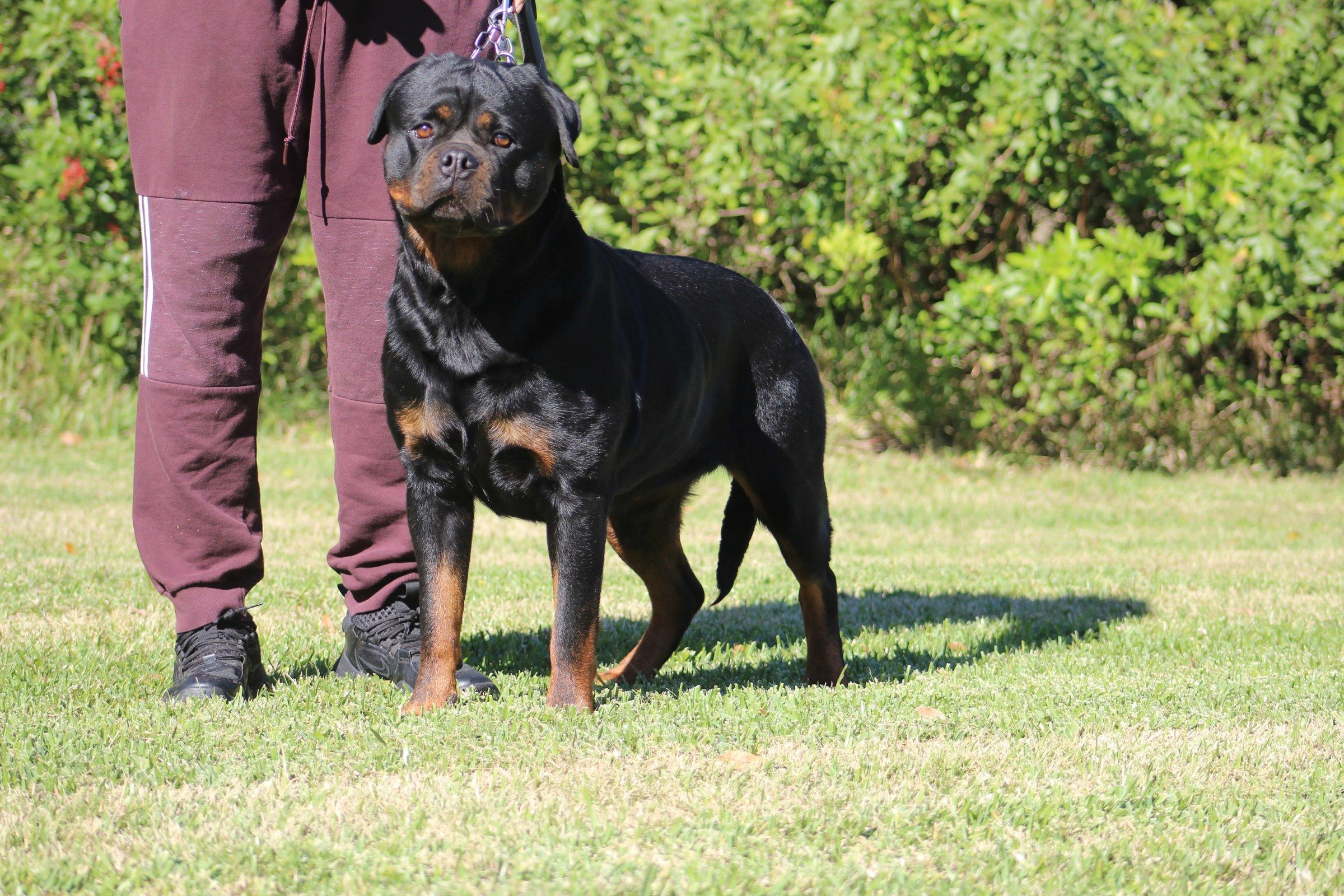 Oni standing on lead in front of a green hedge, her handler beside her