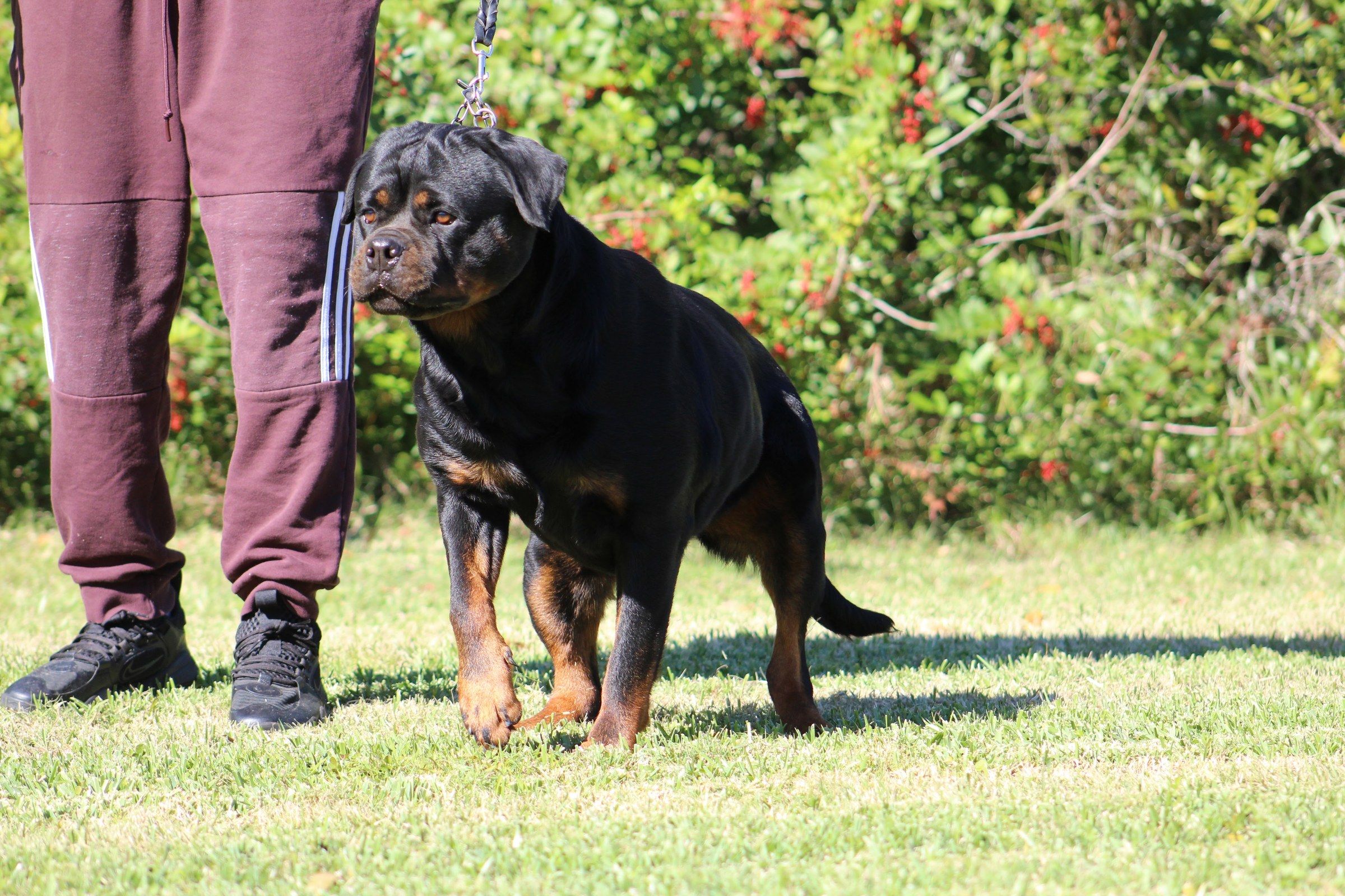 Oni standing on lead beside her handler in front of a berried hedge, looking to the side
