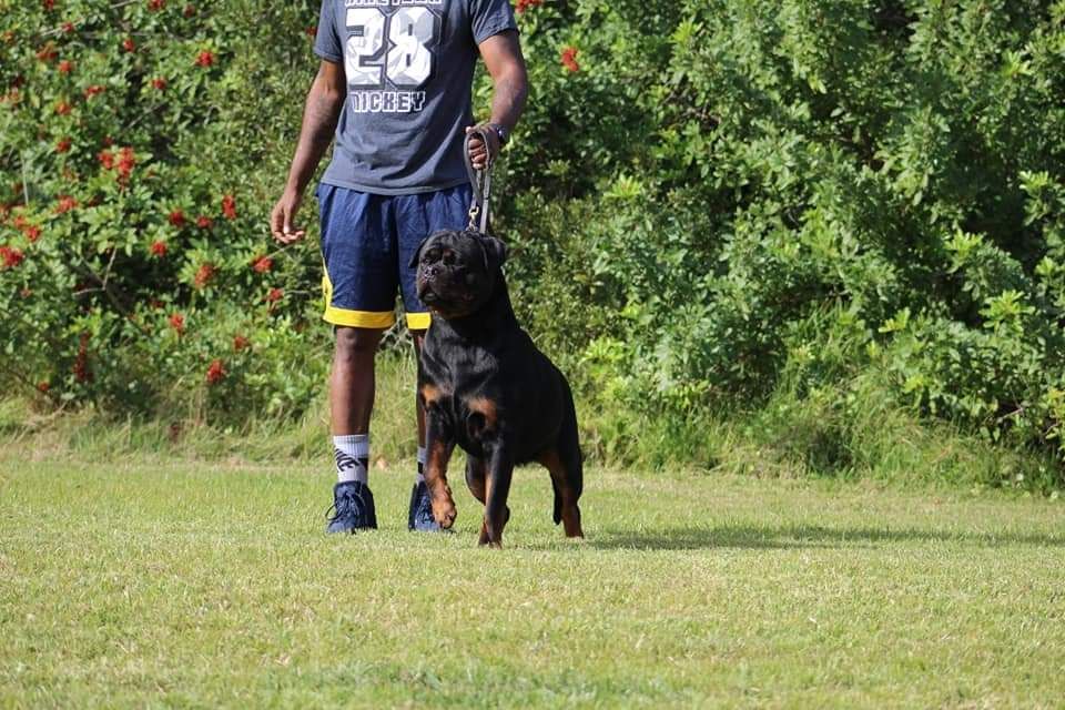 Princess Black Allusion, black and tan Rottweiler female
