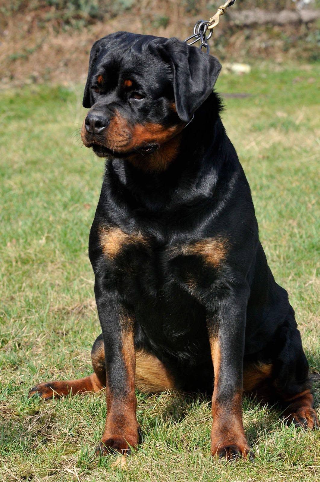 Honey sitting on a sunlit lawn, her head turned to the side