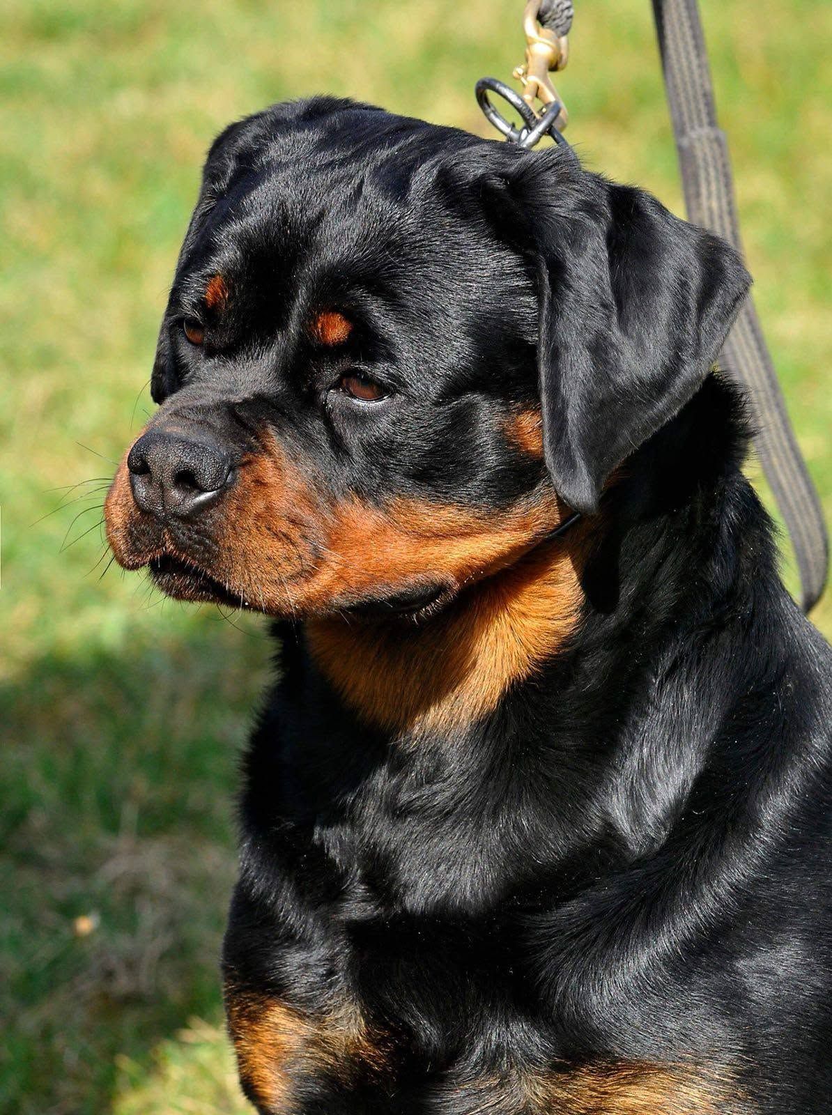 Close-up of Honey's head in profile, backlit on a green lawn