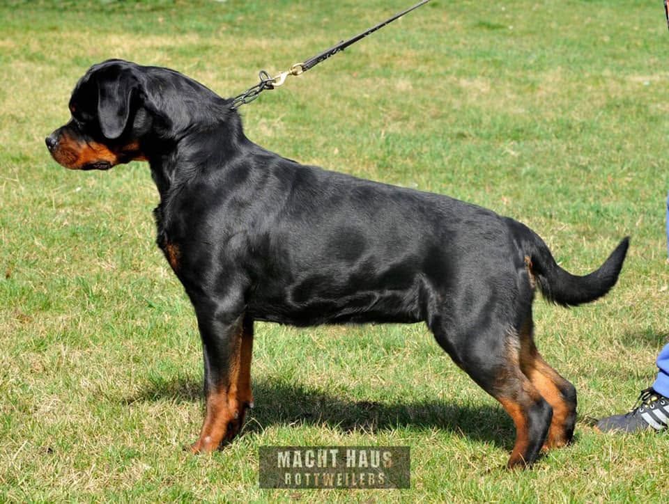 Honey stacked in profile on lead on grass, a strong show outline