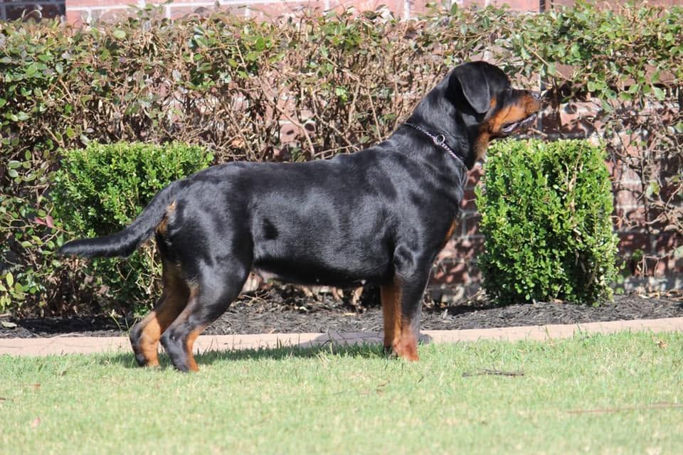 Honey stacked in profile on lead in front of a clipped hedge and brick house