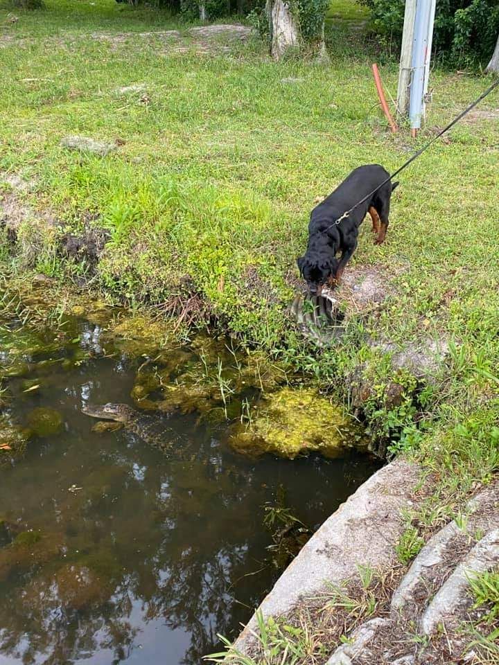 Honey on lead at the edge of a pond, her nose lowered toward an alligator in the shallow water