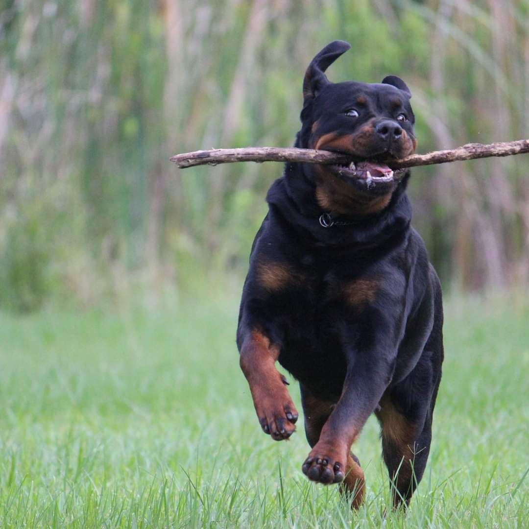 Honey running across the grass at speed carrying a large stick in her mouth, ears flying