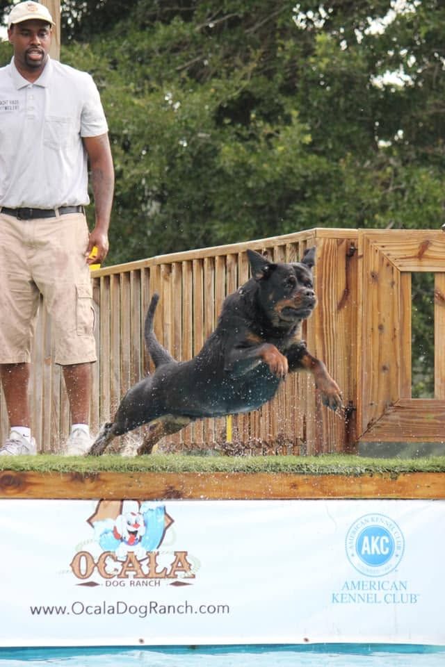 Honey mid-leap off the dock into the pool at an AKC dock-diving event