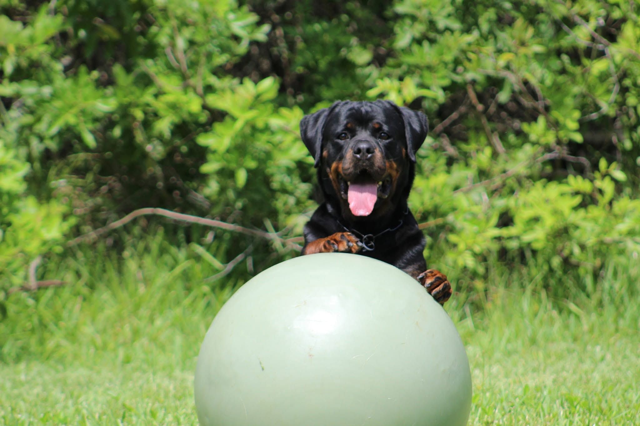 JCH TK's Honey, black and mahogany Rottweiler female