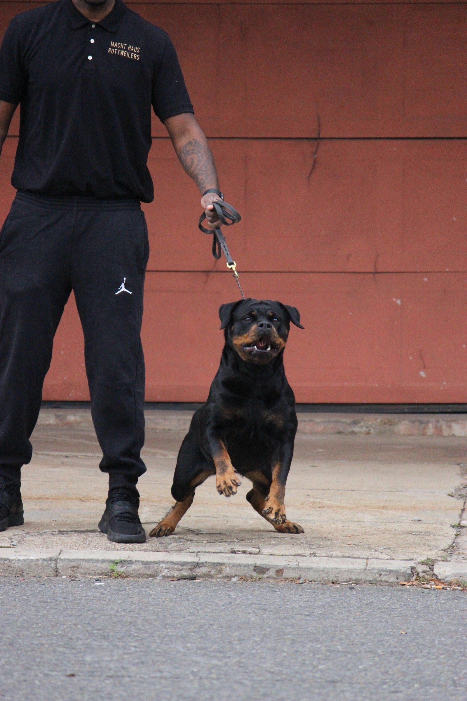 Hera pulling forward on lead beside her handler on a sidewalk, a red door behind them