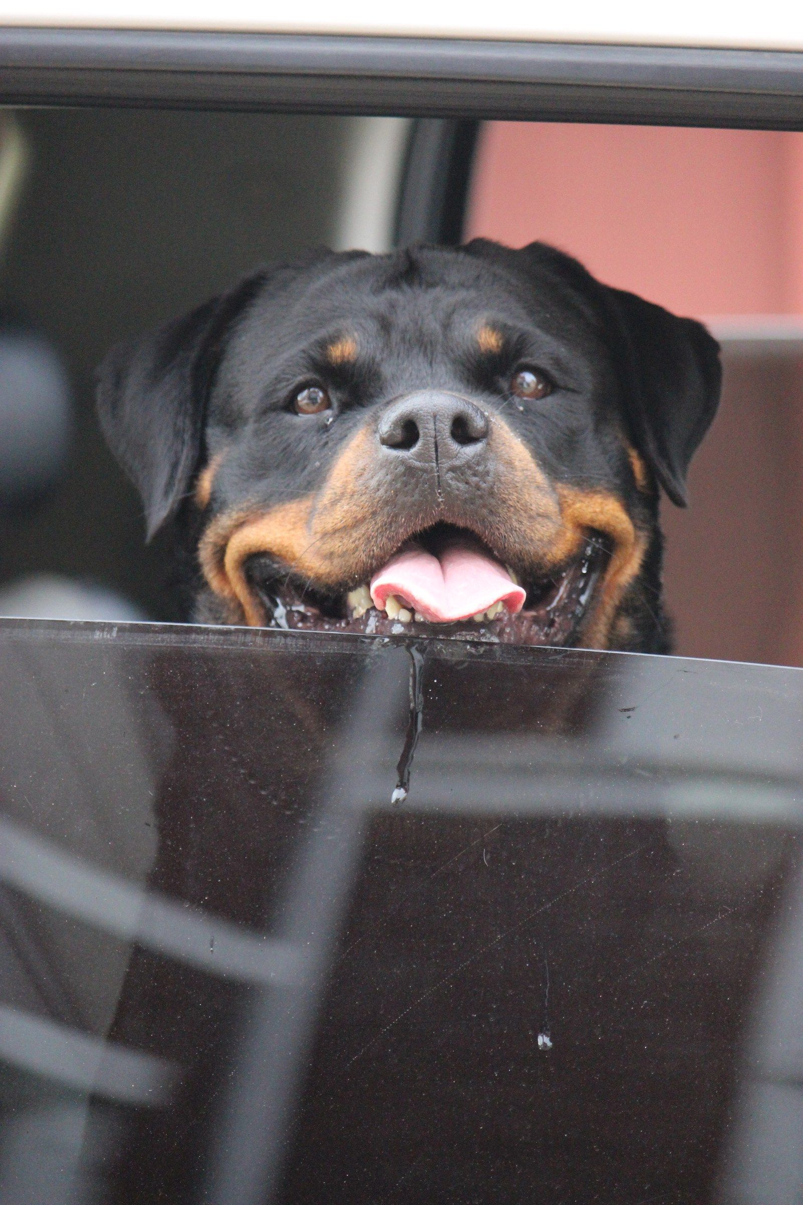 Close-up of Hera looking out of a car window, mouth open and tongue out