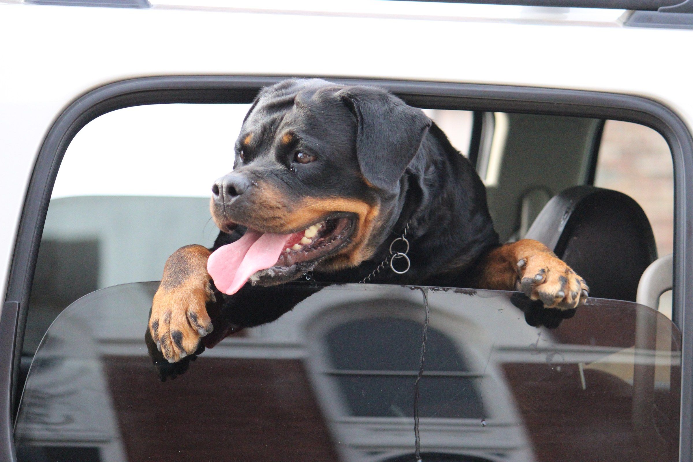 Hera leaning out of a car window with her paws on the sill, tongue out