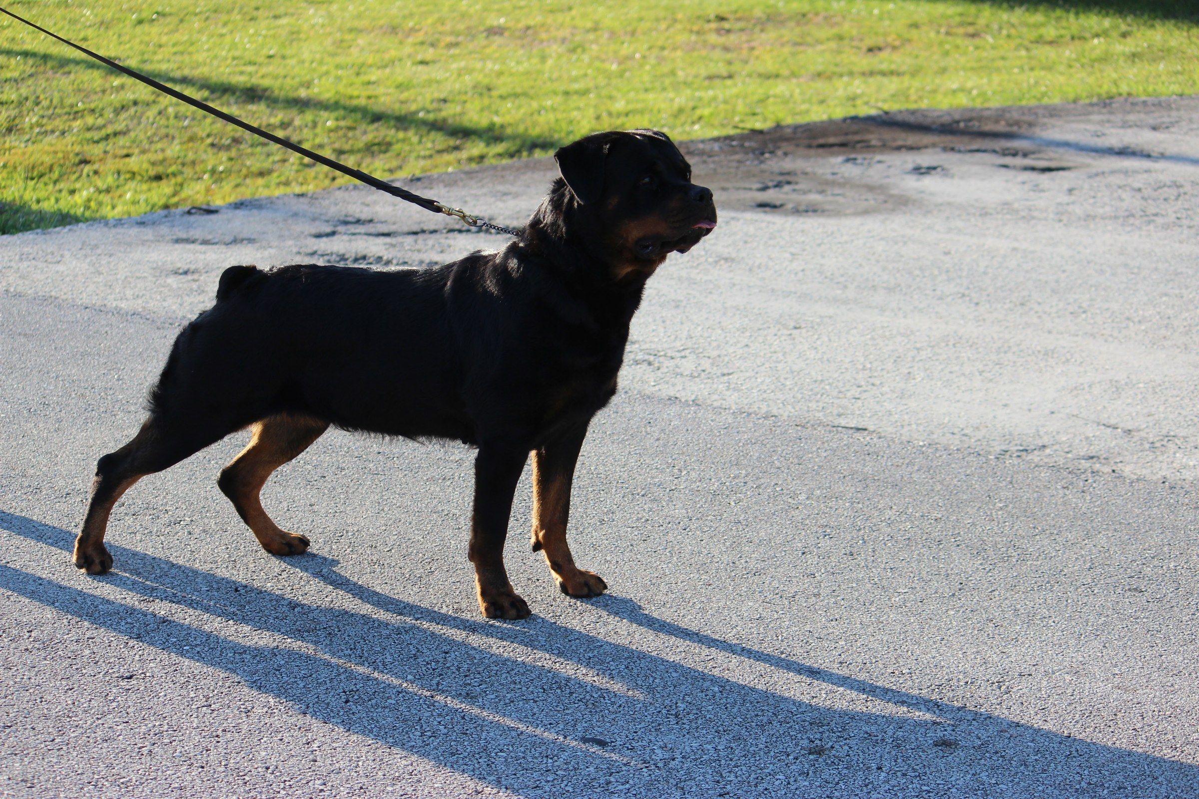Hera standing in profile on a driveway in low backlight, casting a long shadow