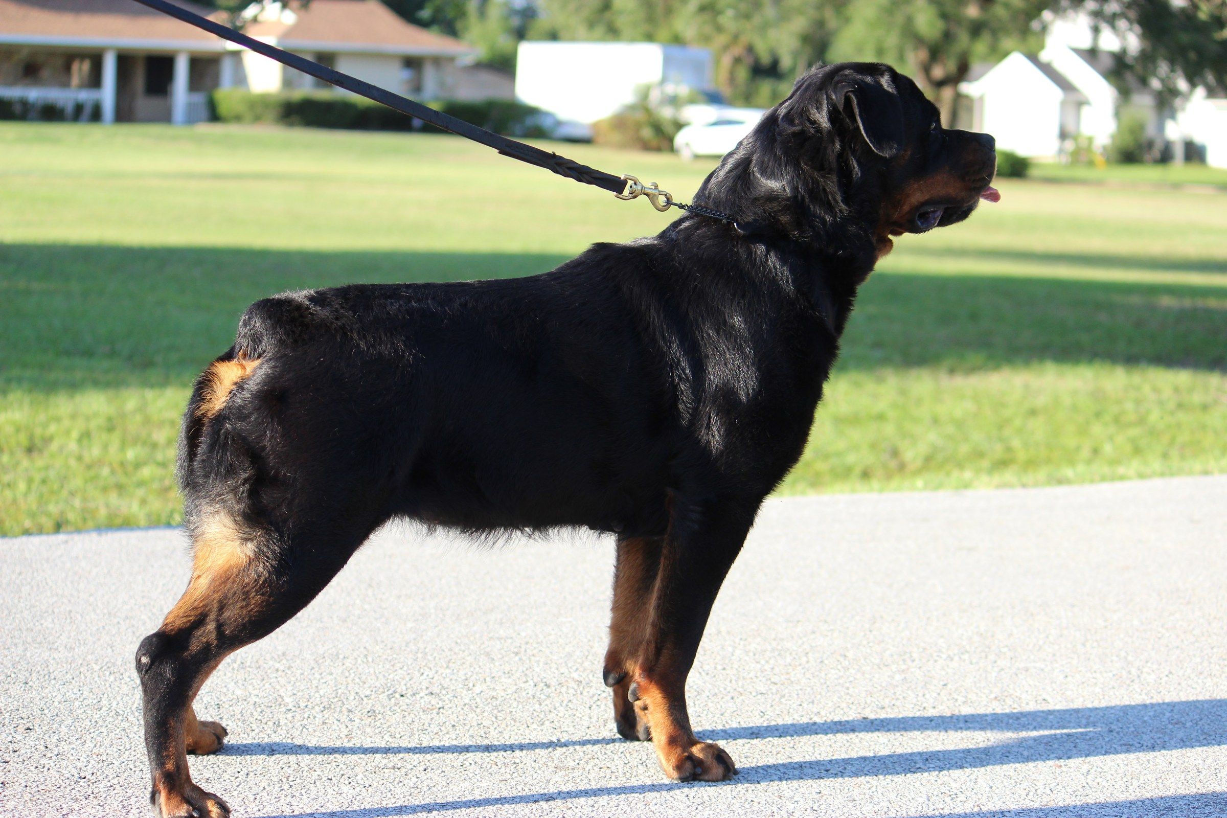 Hera stacked in profile on lead on a driveway, suburban houses behind