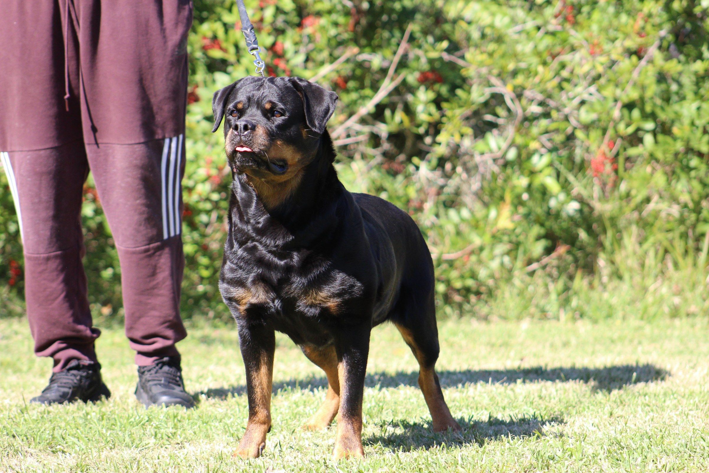 Hera standing on lead in front of a red-berried hedge, her handler beside her