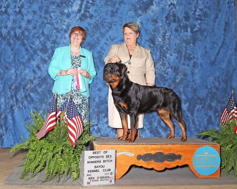 Hera's win photo on the Bayou Kennel Club podium for Winners Bitch and Best of Opposite Sex, the club representative holding the ribbon