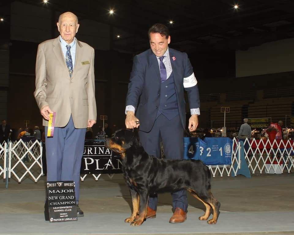 GCH CH Tondor's Hera Von Oben, black and mahogany Rottweiler female