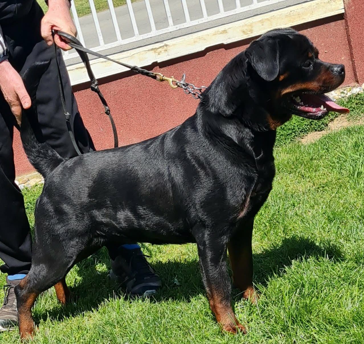 Trixi stacked in profile on lead, mouth open, her handler steadying her by a red wall