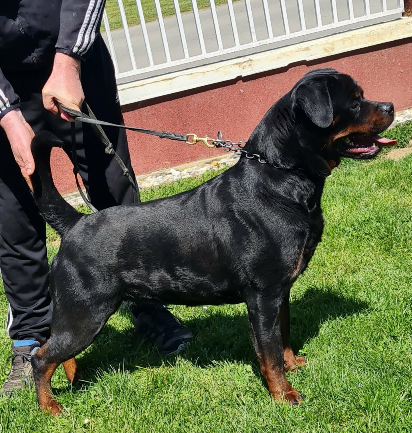 Trixi standing head-on on lead as her handler stacks her from behind