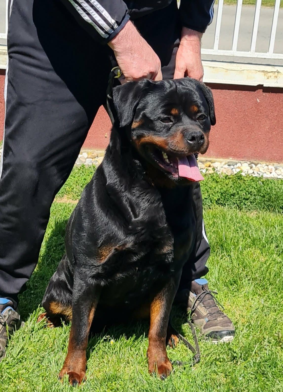Trixi sitting on the grass beside her handler's legs, mouth open